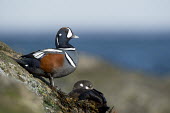 A male harlequin duck keeps a lookout as a female sits on a jetty rock blue,Harlequin Duck,Waterfowl,alert,brown,duck,female,grey,horizon,jetty,male,perched,rock,rocks,rust,seaweed,water,white,Harlequin duck,Histrionicus histrionicus,Chordates,Chordata,Aves,Birds,Ducks,