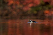 A male hooded merganser swims on a pond on a sunny morning with vivid red fall colours surrounding him Hooded Merganser,Waterfowl,bright,brown,colourful,drake,duck,fall,autumn,fall colours,floating,male,red,reflection,small,sunny,swimming,vivid,water level,white,BIRDS,animal,black,colorful,fall colors,