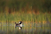 A male hooded merganser swims on calm water just after sunrise surrounded by green aquatic grasses Hooded Merganser,Waterfowl,aquatic grass,calm,drake,duck,early,eye,grass,grasses,green,hood,male,marsh,morning,reflection,sunny,water,water level,white,BIRDS,Florida,animal,black,low angle,wildlife,ye