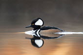 A drake hooded merganser floats on the calm surface of the water with a clear reflection of the duck Hooded Merganser,Waterfowl,brown,drake,duck,early,male,morning,orange,reflection,sunrise,swimming,water,water drop,water level,white,BIRDS,animal,black,low angle,wildlife,yellow