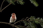 A male house finch is perched on a pine branch against a black background House Finch,backlight,backyard,bird feeder,blue spruce,brown,dramatic,feeder,flash,grey,perched,pine,red,white,Animal,BIRDS,Branch,gray,nature,wildlife