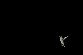 A ruby-throated hummingbird hovers in space against a solid black background hummingbird,Ruby-throated hummingbird,bird,birds,fast,female,flying,hovering,minimal,motion,movement,small,space,sunny,tiny,white,wings,Archilochus colubris,Hummingbirds,Trochilidae,Aves,Birds,Apodifo