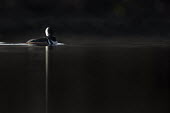 A drake hooded merganser stands out in a spotlight of sun as it floats on a sea of black Hooded Merganser,Waterfowl,backlight,brown,dark,drake,dramatic,duck,low key,male,spotlight,sunny,water level,white,BIRDS,animal,black,low angle,wildlife