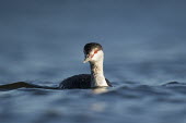 The red eye of a horned grebe stands out in the afternoon sun as it swims in the bright blue water blue,GREBES,Horned Grebe,bright,dramatic,evening,eye,red,sunlight,sunny,warm,water level,white,Horned grebe,Podiceps auritus,Grebes,Podicipediformes,Ciconiiformes,Herons Ibises Storks and Vultures,Ave