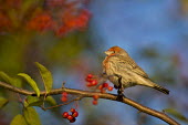 A male house finch sits perched on a branch full of red berries as the early morning sun shines on him crab apple,House Finch,berries,brown,early,grey,green,leaf,morning,perched,red,sunlight,tree,white,House finch,BIRDS,Branch,Crabapple,animal,black,gray,wildlife