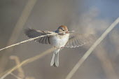 A field sparrow hovers in the air to feed on the seeds of some brown winter grass on a sunny day sparrow,bird,birds,feeding,flying,grass,grey,hovering,seeds,white,wings,winter,Field Sparrow,Spizella pusilla,Field sparrow,Perching Birds,Passeriformes,Chordates,Chordata,Emberizidae,Emberizids,Aves,