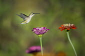A female ruby-throated hummingbird hovers just above a bright pink Zinnia Flower hummingbird,Ruby-throated hummingbird,bird,birds,action,bright,flower,flying,green,hovering,motion,orange,pink,red,sunny,white,zinnia,Archilochus colubris,Hummingbirds,Trochilidae,Aves,Birds,Apodiform