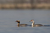 A pair of horned grebes swimming on a calm river on a sunny day blue,GREBES,Horned Grebe,brown,eye,eyes,female,grey,male,pair,red,small,swimming,water,water level,white,Horned grebe,Podiceps auritus,Grebes,Podicipediformes,Ciconiiformes,Herons Ibises Storks and Vu
