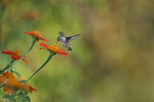 A ruby-throated hummingbird feeds on a bright orange flower in the soft morning light hummingbird,Ruby-throated hummingbird,bird,birds,feeding,flower,flying,green,hovering,motion blur,orange,soft light,white,wings,Archilochus colubris,Hummingbirds,Trochilidae,Aves,Birds,Apodiformes,Swi