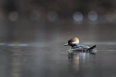 A juvenile male hooded merganser that is transitioning plumage floats on a calm pond in soft overcast light Hooded Merganser,Waterfowl,brown,drake,duck,dull,eye,floating,juvenile,male,overcast,reflection,soft light,swimming,transitional plumage,water,water level,white,BIRDS,animal,black,low angle,wildlife,y