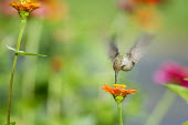 A female ruby-throated hummingbird feeds on a Zinnia flower in a garden of flowers hummingbird,Ruby-throated hummingbird,bird,birds,action,colourful,fast,feeding,female,flying,garden,green,hovering,motion,motion blur,movement,orange,pink,soft light,white,wings,zinnia,Archilochus col