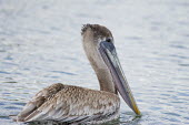 A juvenile brown pelican swims by in soft overcast light showing off its large impressive bill blue,Brown Pelican,pelican,birds,brown,feather,grey,juvenile,overcast,pink,soft light,swimming,water,Brown pelican,Pelecanus occidentalis,Ciconiiformes,Herons Ibises Storks and Vultures,Aves,Birds,Cho