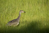A juvenile yellow-crowned Night heron walks along the bright green marsh grass on a sunny morning heron,bright,brown,eye,grass,green,juvenile,marsh,orange,sunny,white,young,bird,birds,Yellow-crowned night-heron,Nyctanassa violacea,Yellow-crowned Night-Heron,Aves,Birds,Chordates,Chordata,Ciconiifor