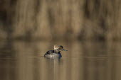 A Juvenile Male hooded merganser swims on a calm pond in front of a brown background Hooded Merganser,Waterfowl,brown,duck,early,juvenile,male,morning,reflection,swimming,water,water level,BIRDS,animal,low angle,wildlife