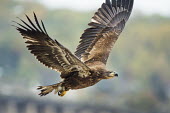 A juvenile bald eagle flies away just after grabbing a fish in its large yellow talons on an overcast day Bald eagle,eagle,eagles,raptor,bird of prey,Conowingo Dam,action,brown,feathers,fish,flying,juvenile,overcast,powerful,soft light,talons,white,wings,Haliaeetus leucocephalus,Accipitridae,Hawks, Eagles