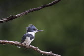 A portrait of a belted kingfisher perched on an old dead branch in front of a smooth green background with soft overcast light Belted kingfisher,kingfisher,bird,birds,Portrait,bark,brown,feathers,feet,green,overcast,perched,smooth background,soft light,striking,texture,white,Megaceryle alcyon,Chordates,Chordata,Aves,Birds,Cor