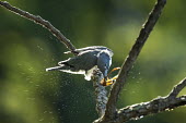 A belted kingfisher smashes a small frog against a branch before consuming it on a bright sunny morning Belted kingfisher,kingfisher,bird,birds,action,amphibian,backlight,brown,eating,frog,grey,green,morning,motion,perched,slamming,splash,sunny,water drops,white,Megaceryle alcyon,Chordates,Chordata,Aves