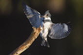 A male belted kingfisher just about to land on a log perch with its wings spread and a minnow in its bill Belted kingfisher,kingfisher,bird,birds,early,fish,flying,landing,male,minnow,morning,perched,sunlight,tree,wings,Megaceryle alcyon,Chordates,Chordata,Aves,Birds,Coraciiformes,Rollers Kingfishers and