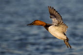 A male canvasback duck holds its wings out and glides in to land with its feet hanging low blue,Canvasback,Waterfowl,brown,ducks,duck,bird,birds,evening,feet,flight,flying,landing,male,motion,water,white,wings,Aythya valisineria,Ducks, Geese, Swans,Anatidae,Chordates,Chordata,Aves,Birds,Ans