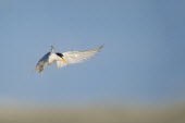 An adult least tern comes in for a landing on a sandy beach on a bright sunny morning blue,blue Sky,least tern,tern,terns,brown,feathers,flight,flying,grey,landing,sunny,white,wings,Least Tern,Sternula antillarum,BIRDS,Blue,Blue Sky,animal,black,gray,ground level,low angle,wildlife,yel