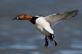 A drake canvasback duck with its wings out and feet down coming in for a landing on an icy river on a sunny day Canvasback,Waterfowl,brown,drake,ducks,duck,bird,birds,feet,flying,landing,male,red,white,wings,Aythya valisineria,Ducks, Geese, Swans,Anatidae,Chordates,Chordata,Aves,Birds,Anseriformes,Aythya,Flying