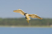 A black-crowned Night Heron glides in for a landing in the early morning sunlight Black-Crowned Night Heron,blue,claws,early,feathers,feet,flight,flying,green,horizon,landing,legs,morning,sunlight,white,wing,wings,heron,birds,bird,Black-crowned night-heron,Nycticorax nycticorax,Ave
