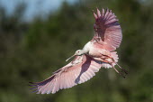 A bright pink roseate spoonbill comes in for a landing spoonbill,bird,birds,Roseate Spoonbill,bright,feathers,flare,flying,green,landing,movement,pink,red,shadow,sunny,white,wings,Roseate spoonbill,Platalea ajaja,Threskiornithidae,Ibises, Spoonbills,Aves,