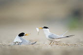 An adult least tern offers a fish to another adult which has a small chick tucked under its wing on a sandy beach least tern,tern,terns,adult,baby,beach,chick,early,eating,feeding,fish,green,morning,sand,soft light,tiny,white,Sternula antillarum,BIRDS,Least Tern,animal,baby animal,baby bird,black,ground level,low