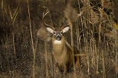 A very large whitetail buck looks at the camera from behind some tall brown reeds during the rut season antlers,brown,buck,deer,grasses,huge,male,reeds,rut,white,whitetail deer,White-tailed deer,Odocoileus virginianus,Mammalia,Mammals,Even-toed Ungulates,Artiodactyla,Cervidae,Deer,Chordates,Chordata,Toy