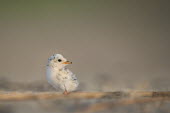 An incredibly cute and tiny least tern chick sits on the beach as the soft early morning sun shines on it least tern,tern,terns,adorable,baby,beach,chick,cute,early,fuzzy,morning,orange,sand,small,sunlight,tiny,white,Sternula antillarum,BIRDS,Least Tern,animal,black,ground level,low angle,wildlife
