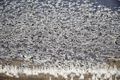 A massive flock of snow Geese take off from a field in the evening to find a spot to sleep for the night Snow goode,goose,geese,bird,birds,Waterfowl,duck,field,flock,flying,group,landscape,many,overcast,scenic,white,wings,Snow geese,Chen caerulescens,Snow goose,Chordates,Chordata,Ducks, Geese, Swans,Anat