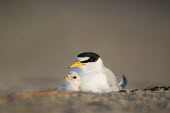A least tern chick snuggles in close with its parent to stay safe on the open beach in the early morning sunlight least tern,tern,terns,adorable,adult,baby,beach,caring,chick,close,cute,orange,parent,sand,small,tiny,Sternula antillarum,BIRDS,Least Tern,animal,baby animal,baby bird,ground level,low angle,wildlife,