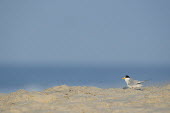 An adult least tern stands on a sandy beach on a bright sunny morning in front of a blue ocean and sky least tern,tern,terns,beach,brown,grey,sand,white,Sternula antillarum,BIRDS,Least Tern,animal,black,gray,low angle,wildlife,yellow