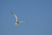A least tern flies head on at the camera looking angry with a bright blue sky blue,blue Sky,least tern,tern,terns,angry,fast,flying,small,sunny,white,wings,Least tern,Sternula antillarum,BIRDS,Blue,Blue Sky,Least Tern,animal,bird,black,nature,wildlife,yellow