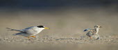 An adult least tern chases a chick that is not its own along the sandy beach in the early morning sunlight least tern,tern,terns,action,adult,attack,baby,beach,brown,chase,chick,fast,grey,orange,quick,running,sand,white,Sternula antillarum,BIRDS,Least Tern,animal,baby animal,baby bird,black,gray,ground lev