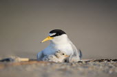 A least tern chick snuggles in close with its parent Ray Hennessy least tern,tern,terns,adorable,adult,baby,beach,bill,chick,pair,sand,small,tiny,Sternula antillarum,BIRDS,Least Tern,animal,baby animal,baby bird,ground level,low angle,wildlife,yellow