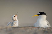 The tail end of a fish goes down the hatch of a tiny least tern chick as an adult watches on least tern,tern,terns,adult,baby,beach,chick,cute,eating,fish,grey,orange,sand,small,sunny,white,Sternula antillarum,BIRDS,Least Tern,animal,baby animal,baby bird,black,gray,ground level,low angle,wil