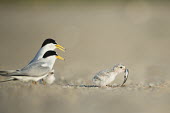 A small least tern chick turns away from its parents after grabbing a sand eel from them on a sandy beach least tern,tern,terns,adult,baby,beach,chick,cute,eating,fish,parents,sand,sunny,tiny,Sternula antillarum,BIRDS,Least Tern,animal,baby animal,baby bird,ground level,low angle,wildlife