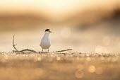 A least tern stands on the sandy beach with a few sticks surrounding it as the early morning sun shines least tern,tern,terns,backlight,beach,bokeh,brown,early,morning,nest,sand,stick,sunny,white,Sternula antillarum,BIRDS,Branch,Least Tern,animal,black,ground level,low angle,wildlife,yellow