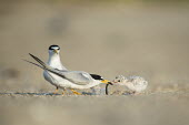 An adult least tern feeds its tiny chick a sand Eel on the sandy beach on a bright sunny morning Ray Hennessy least tern,tern,terns,adult,baby,beach,chick,eating,family,feeding,fish,grey,sand,sunny,white,Sternula antillarum,BIRDS,Least Tern,animal,baby animal,baby bird,gray,ground level,low angle,wildlife,yellow