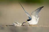 An adult least tern feeds its tiny chick a sand Eel on the sandy beach on a bright sunny morning least tern,tern,terns,adult,baby,beach,chick,cute,fish,flapping,green,morning,sand,sand eel,small,sunny,tiny,wings,Sternula antillarum,BIRDS,Least Tern,animal,baby animal,baby bird,ground level,low an