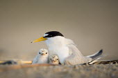 A pair of least tern chicks huddle in under their parent on the nest on a sandy beach early in the morning least tern,tern,terns,New Jersey,adult,baby,beach,chick,cute,early,fuzzy,morning,sand,small,tiny,white,young,Sternula antillarum,BIRDS,Least Tern,animal,baby animal,baby bird,black,ground level,low an