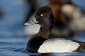 A lesser scaup swims on the cold river  on a sunny evening during winter bird,birds,duck,ducks,scaup,Lesser Scaup,Portrait,Waterfowl,eye,grey,iridescent,purple,swimming,water,water level,white,Lesser scaup,Aythya affinis,Aves,Birds,Chordates,Chordata,Ducks, Geese, Swans,An