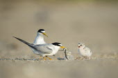 A parent least tern is feeding a sand eel to its young chick on a sunny morning on a sandy beach least tern,tern,terns,adult,baby,beach,chick,eating,family,feeding,fish,grey,sand,sunny,white,Sternula antillarum,BIRDS,Least Tern,animal,baby animal,baby bird,gray,ground level,low angle,wildlife,yel