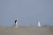 A pair of adult least terns throw their heads up in the air performing a courtship display on the beach least tern,tern,terns,beach,brown,courtship,grey,sand,white,Sternula antillarum,BIRDS,Least Tern,animal,black,gray,low angle,wildlife,yellow