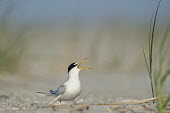 An adult least tern stands on a sandy beach calling loudly on a bright sunny morning least tern,tern,terns,beach,brown,grass,grey,green,sand,white,Sternula antillarum,BIRDS,Least Tern,animal,black,gray,low angle,wildlife,yellow
