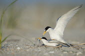 A pair of least terns are mating on a sandy beach as the male flaps his wings and the female holds a fish in her bill least tern,tern,terns,action,beach,brown,courtship,fish,flapping,grass,green,mating,sand,white,wings,Sternula antillarum,BIRDS,Least Tern,animal,black,ground level,low angle,wildlife,yellow