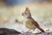 A female Northern cardinal holds a seed in its bill as it eats on the ground cardinal,bird,birds,brown,eating,feeding,female,ground,red,seed,soft light,Northern cardinal,Cardinalis cardinalis,Cardinalidae,Cardinals,Chordates,Chordata,Aves,Birds,Perching Birds,Passeriformes,Omn
