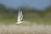 A male least tern takes off from the sandy beach with a small fish in its bill as the bright sunlight shines on blue Sky,least tern,tern,terns,action,beach,brown,fish,green,sand,shadow,sunny,take off,white,wings,Least tern,Sternula antillarum,BIRDS,Blue Sky,Least Tern,animal,black,takeoff,wildlife,yellow