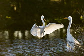 A great egret flies in to land with its partner carrying a branch in its beach for their nest Ray Hennessy egret,bird,birds,wader,action,backlight,flying,glow,landing,nest,nesting,pair,stick,water,white,wings,Great egret,Casmerodius albus,Ciconiiformes,Herons Ibises Storks and Vultures,Herons, Bitterns,Ardeidae,Chordates,Chordata,Aves,Birds,great white heron,Great white egret,Egretta alba,Ardea alba,Grande aigrette,Least Concern,Europe,Casmerodius,Africa,North America,Animalia,albus,Shore,South America,Carnivorous,Coastal,Flying,Wetlands,Grassland,Australia,Asia,IUCN Red List,Animal,BIRDS,Branch,Florida,Great Egret,black,nature,wildlife,yellow